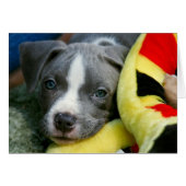 Pit Bull Terrier Pup Card - "Mikey" (Front Horizontal)