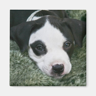 Pit Bull Terrier Pup Magnet - "Angie"