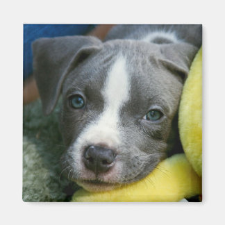 Pit Bull Terrier Pup Magnet - "Mikey"