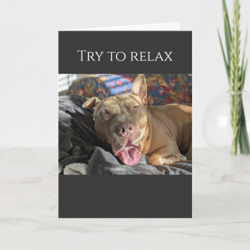 Pit Bull try to relax get well Card