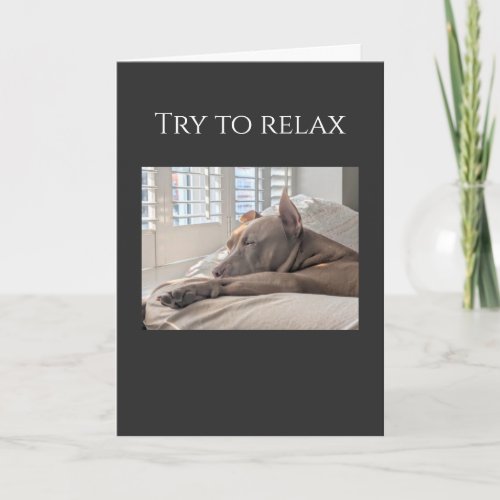 Pit Bull try to relax get well Card