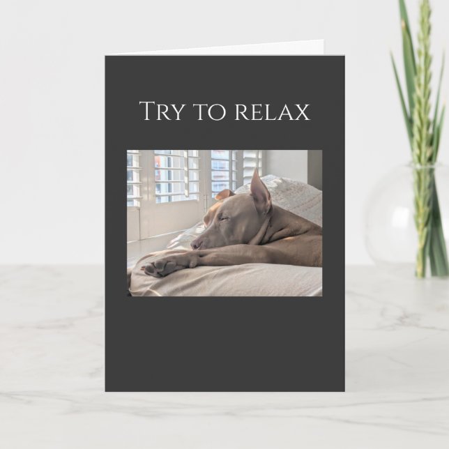 Pit Bull try to relax get well Card (Front)
