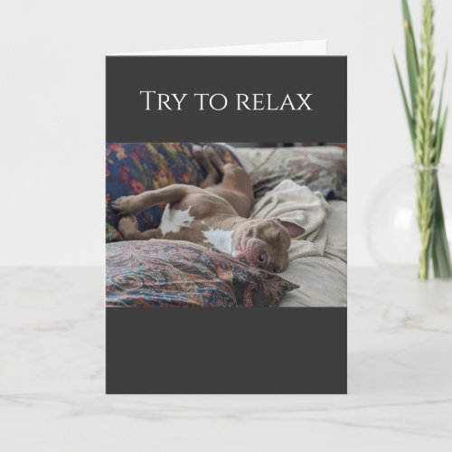 Pit Bull try to relax get well Card