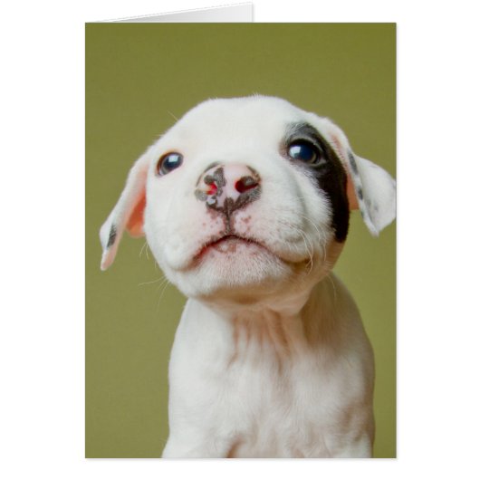 Pit Bull With Black Spotted Eye Cards (Front)