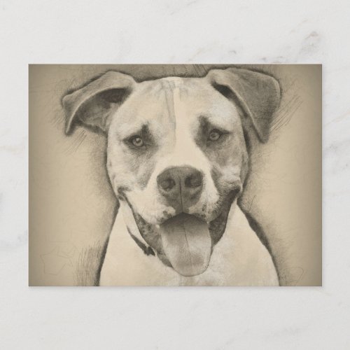 Pitbull _ American Bulldog Pencil Sketch portrait Postcard