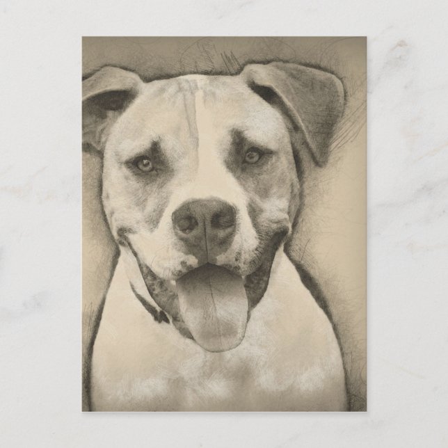 Pitbull - American Bulldog Pencil Sketch portrait Postcard (Front)