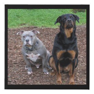 Pitbull and Rottweiler Buddies Faux Canvas Print