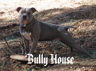 pitbull dog