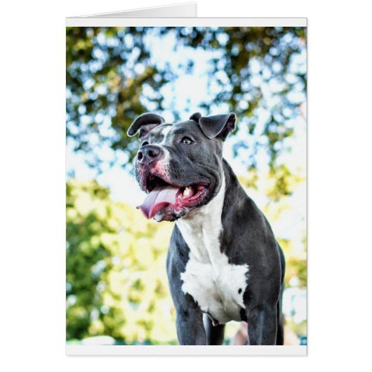 Pitbull Cards (Front)