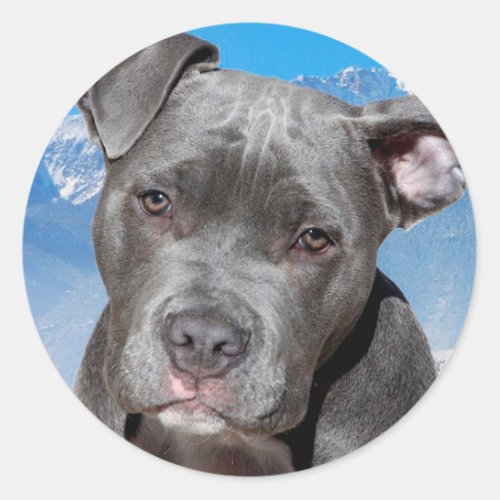 Pitbull Classic Round Sticker