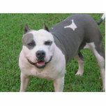 pitbull cutout<br><div class="desc">PIT BULL CAN MAKE HIM A STATUE KEY CHAIN BUTTON THERE ARE SEVERAL OPTIONS</div>