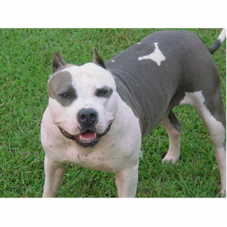 pitbull cutout