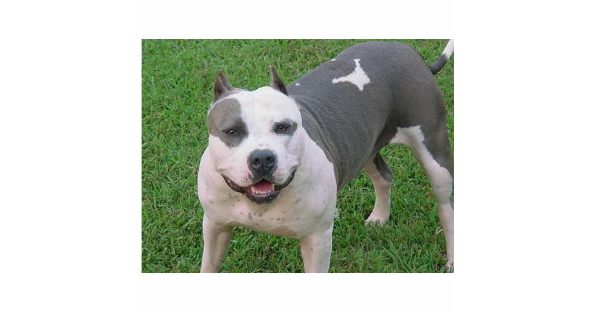 pitbull cutout Zazzle