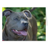 Pitbull dog (Front Horizontal)