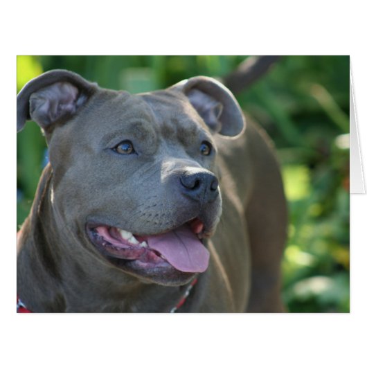 Pitbull dog cards (Front Horizontal)