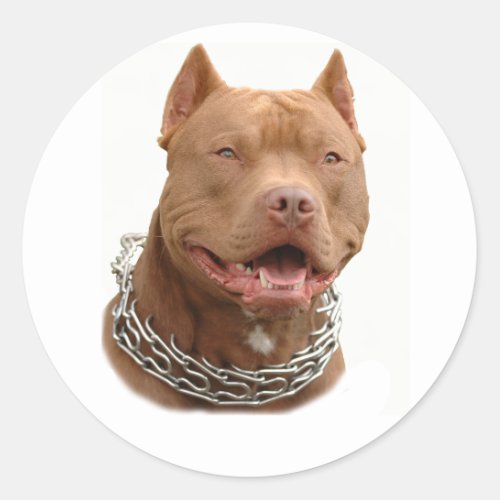 Pitbull dog classic round sticker