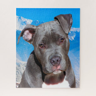 Blue gray nose Pitbull Jigsaw Puzzle