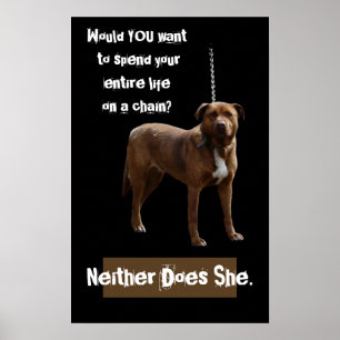 Pitbull Dog on a Chain Poster