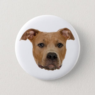 Pitbull Dog Pinback Button