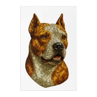 Pitbull Dog Portrait Acrylic Print