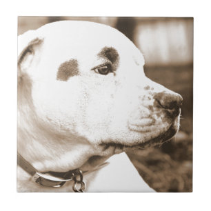pitbull dog sepia color hate deed not breed tile