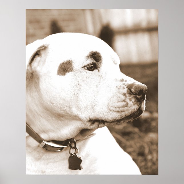 pitbull dog sepia hate deed not breed poster (Front)