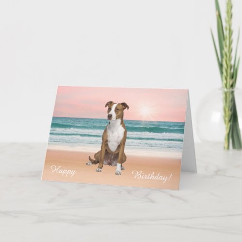 Pitbull Dog Sitting on Beach sunset Birthday Card