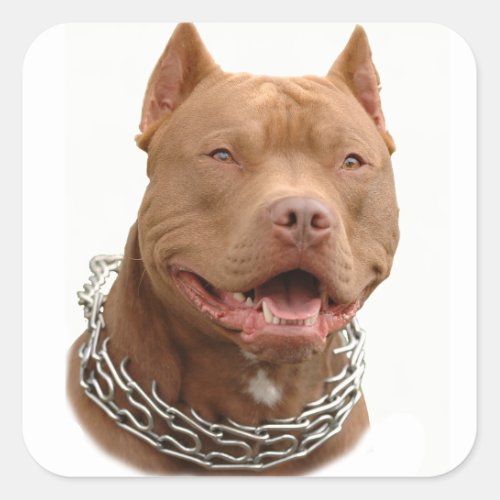 Pitbull dog square sticker