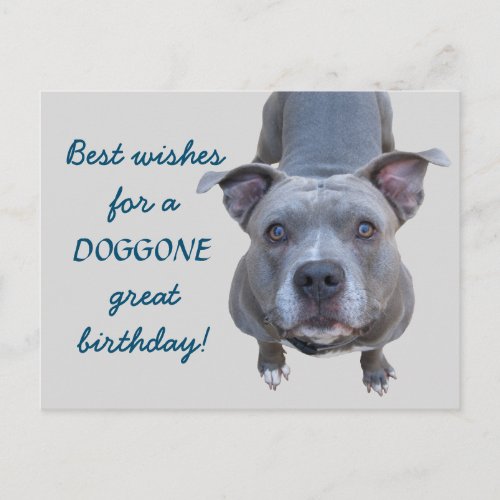Pitbull Doggone Great Birthday Postcard