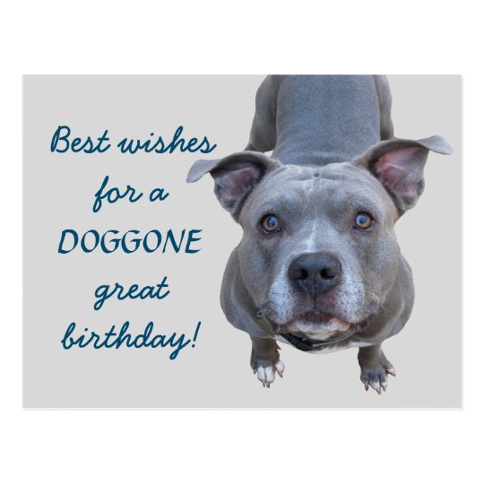 Pitbull Doggone Great Birthday Postcard | Zazzle.com