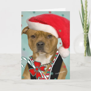 Pitbull Dresses for Santa Holiday Card