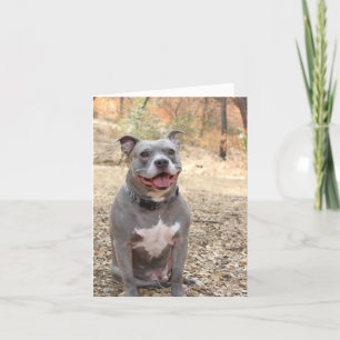 Pitbull Ear-to-Ear Smile Thank You Note Card