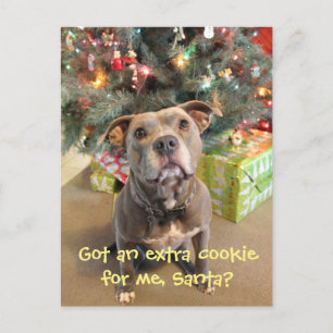 Pitbull Extra Cookie Christmas Postcard