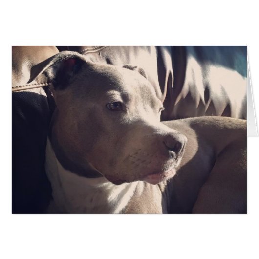 Pitbull = Handsome Cards (Front Horizontal)