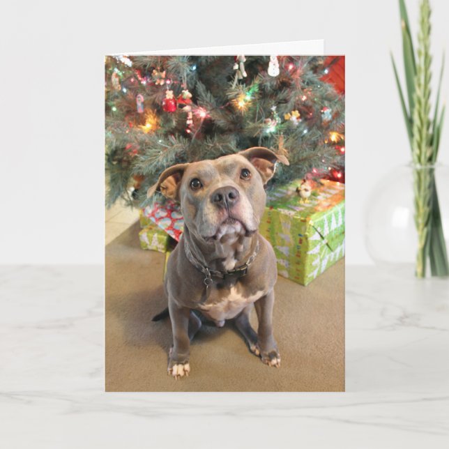 Pitbull I Want a Present Christmas Card (Front)