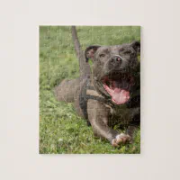 Happy Smiling Pitbull Jigsaw Puzzle