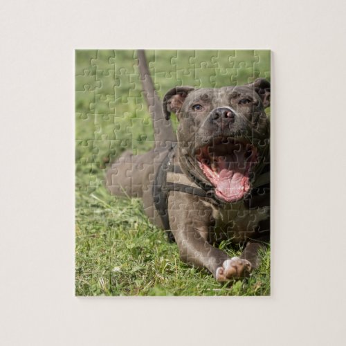 Pitbull In Grass Jigsaw Puzzle