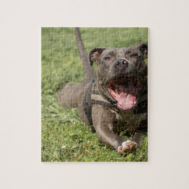 Pitbull In Grass Jigsaw Puzzle (Vertical)