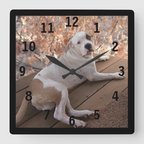 Pitbull Irresistible Porch Dog Numbered Wall Clock