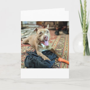 Pitbull Love Card