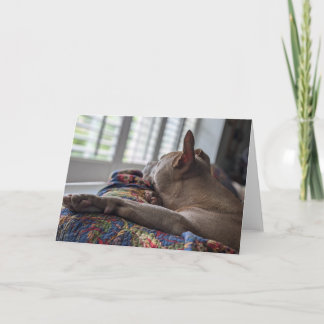 Pitbull love card