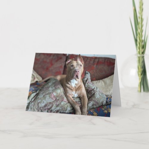 Pitbull love card