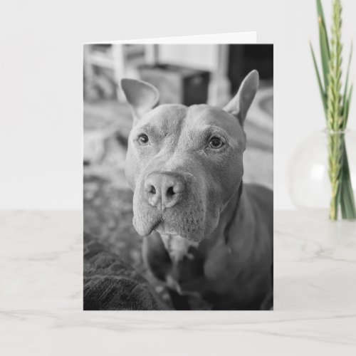 Pitbull love card