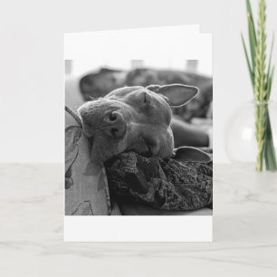 Pitbull Love Card