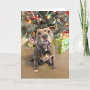 Pitbull Loves Christmas Blank Christmas Card