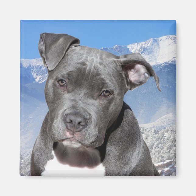 Pitbull Magnet (Front)