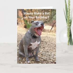 Pitbull Make a Bet Birthday Card