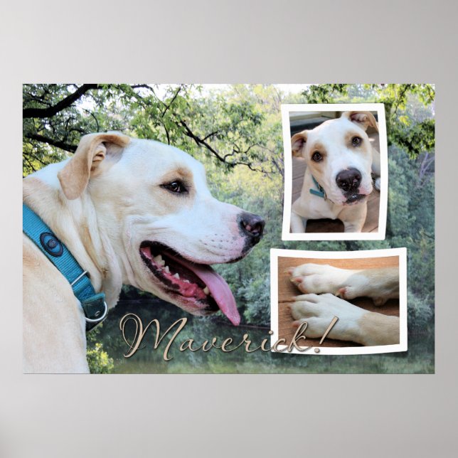 Pitbull - Maverick Composite Poster (Front)