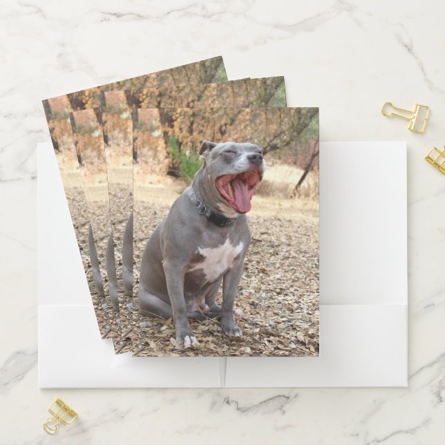 Pitbull Morning Yawn Pocket Folders (In Situ)