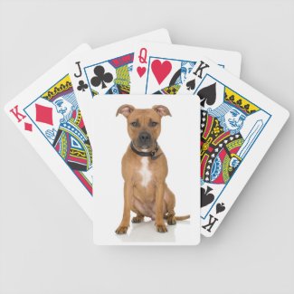 Pitbull Playing Cards